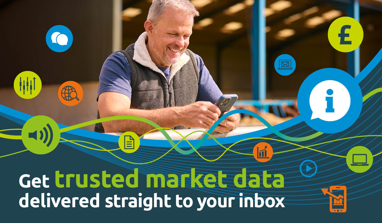 A man looking at a mobile phone